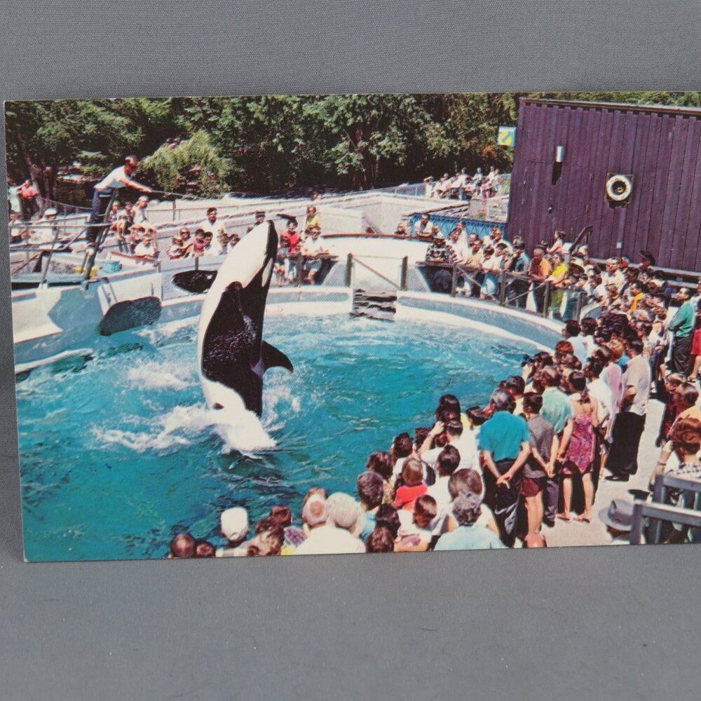 Vintage Postcard - Vancouver Aquarium Orca Show - Natural Color Productions